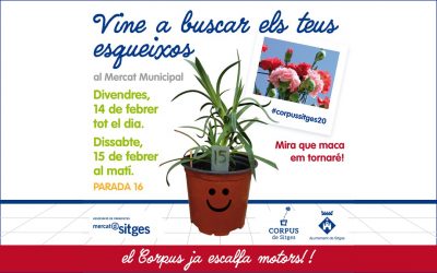 Vine a buscar els teus esqueixos de clavell al Mercat Municipal de Sitges.