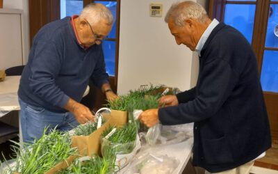 L’Ajuntament reparteix 2.500 esqueixos de clavells per a l’exposició del Corpus 2025